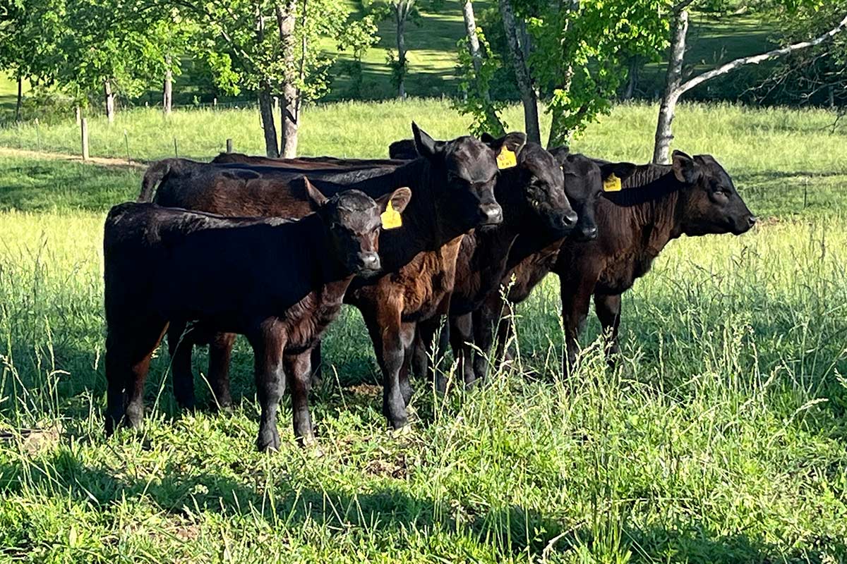 2330 Calves